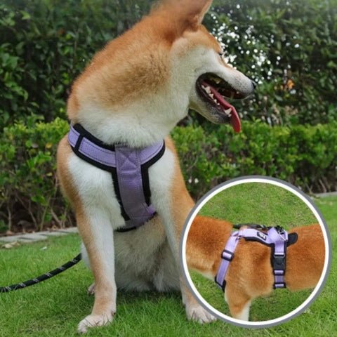 harnais pour chien