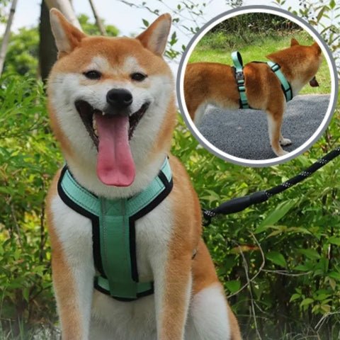 harnais pour chien