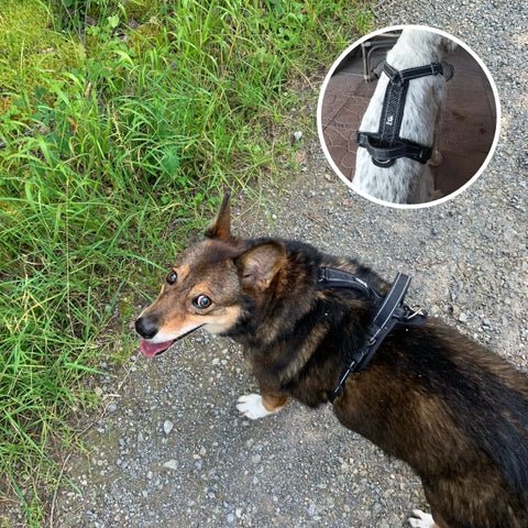 harnais pour chien