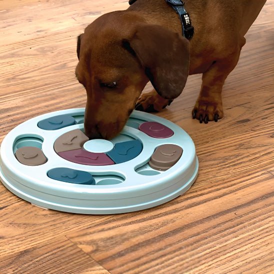 jeux pour chien