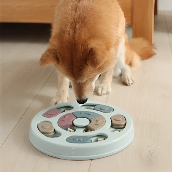 jeux pour chien