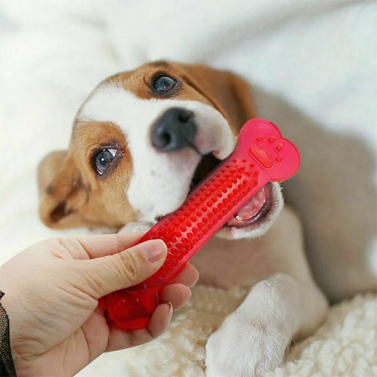 jouet chien indestructible