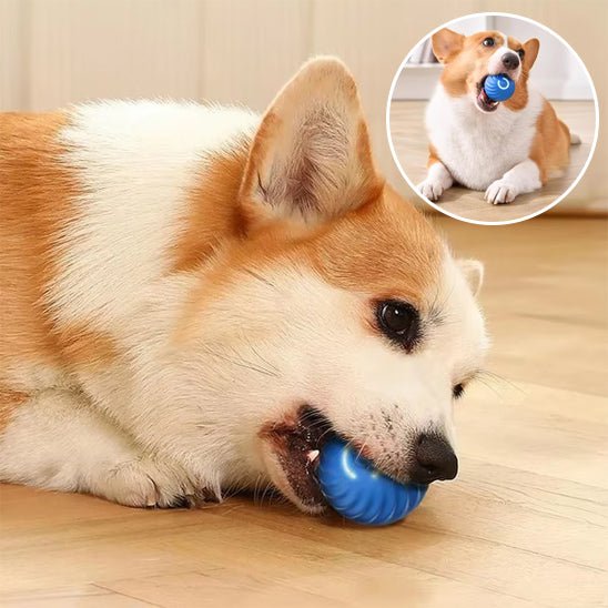 jouet chien