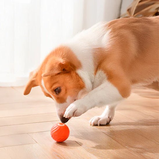 jouet chien