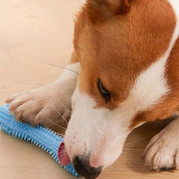 jouet pour chien
