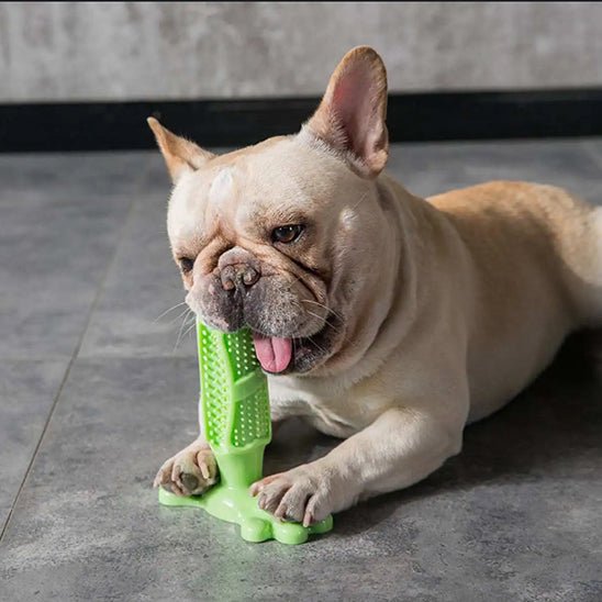 jouet pour chien