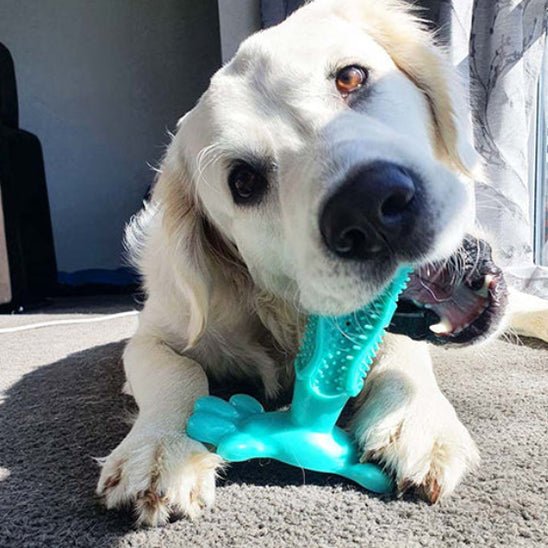jouet pour chien