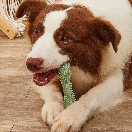 jouet pour chien