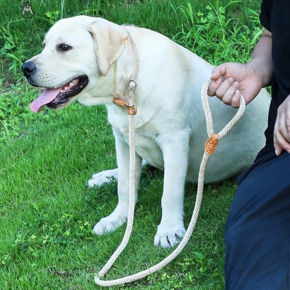 laisse pour chien