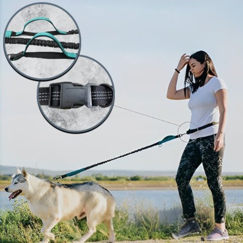 laisse pour chien