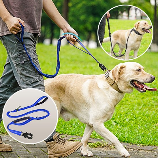 laisse pour chien