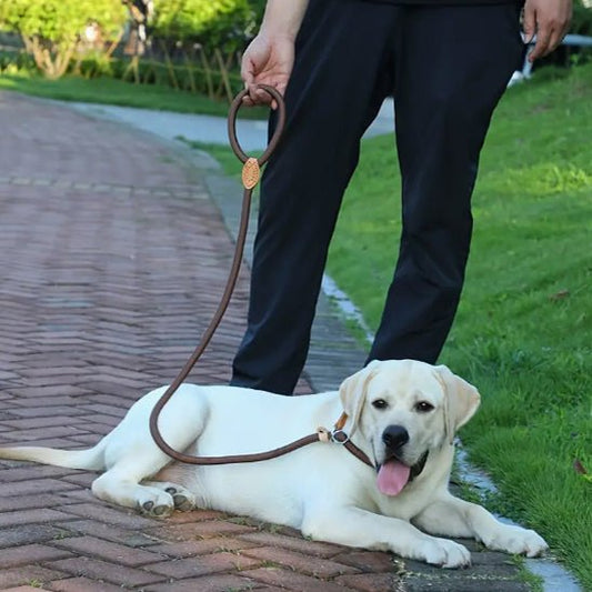 laisse pour chien