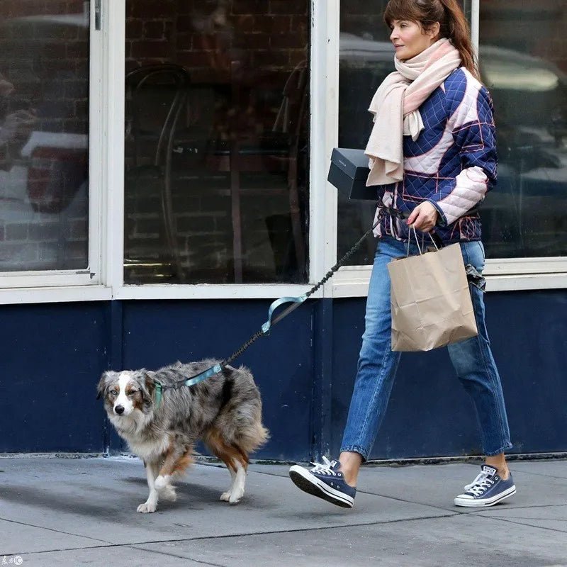 laisse pour chien