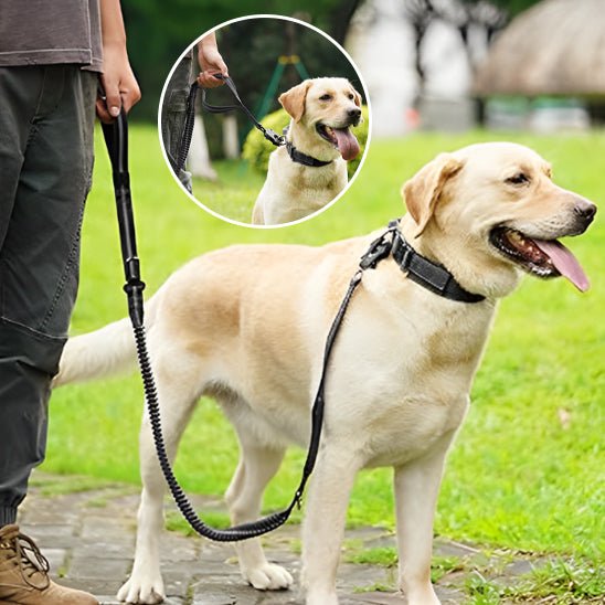 laisse pour chien