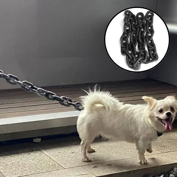 laisse pour chien