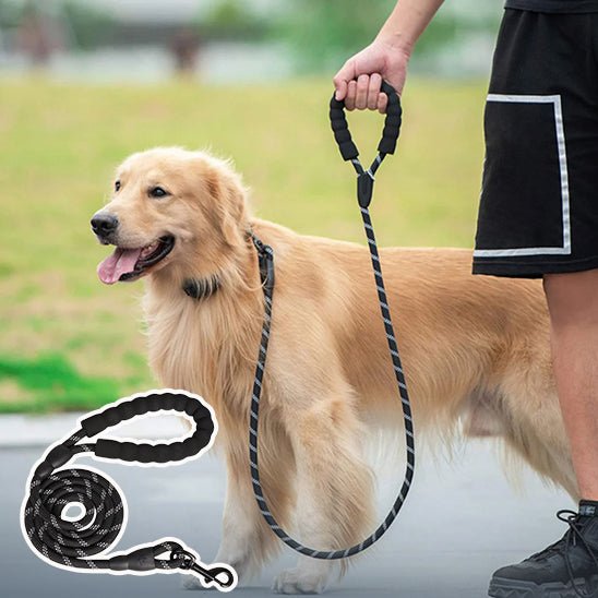 laisse pour chien