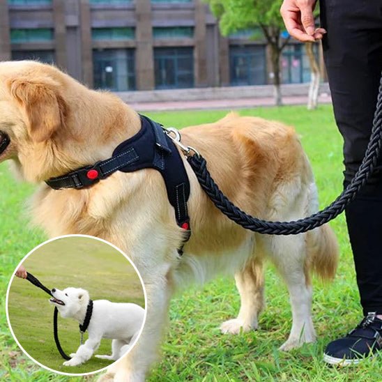 laisse pour chien