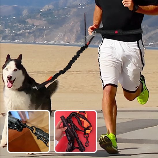 laisse pour chien