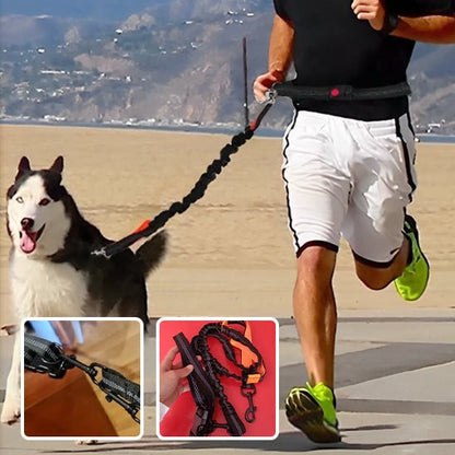 laisse pour chien