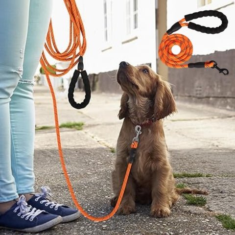 laisse pour chien