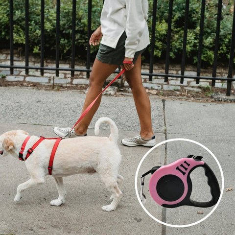 laisse pour chien