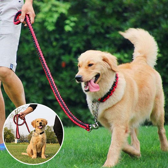 laisse pour chien