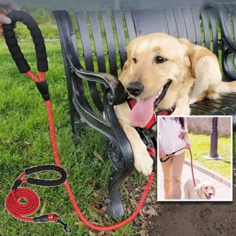 laisse pour chien