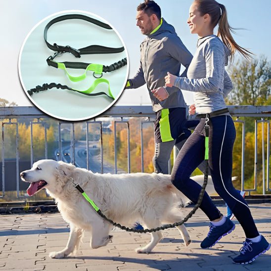laisse pour chien