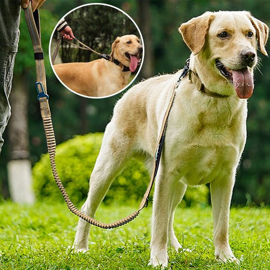 laisse pour chien