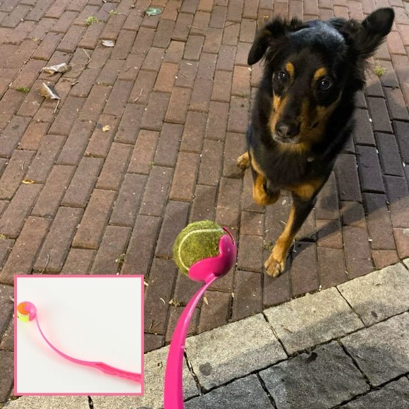 lanceur de balle pour chien