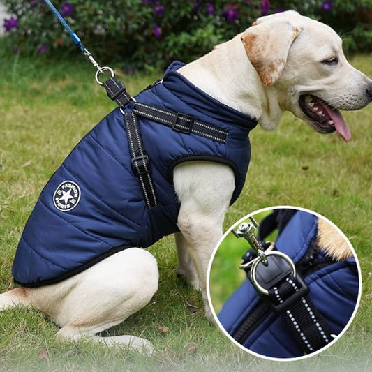 manteau pour chien