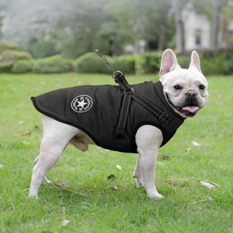 manteau pour chien
