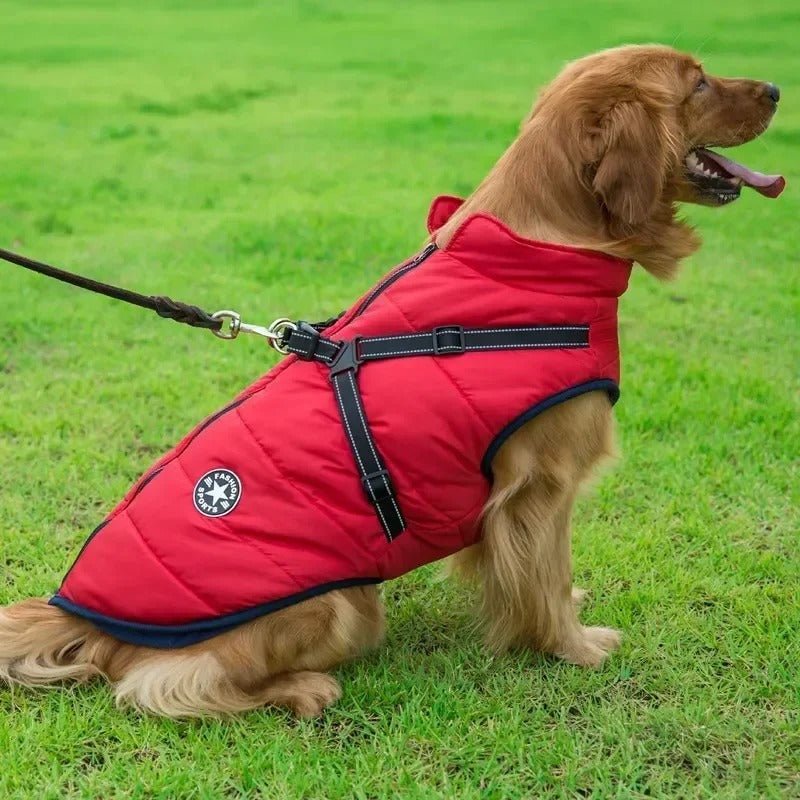 manteau pour chien