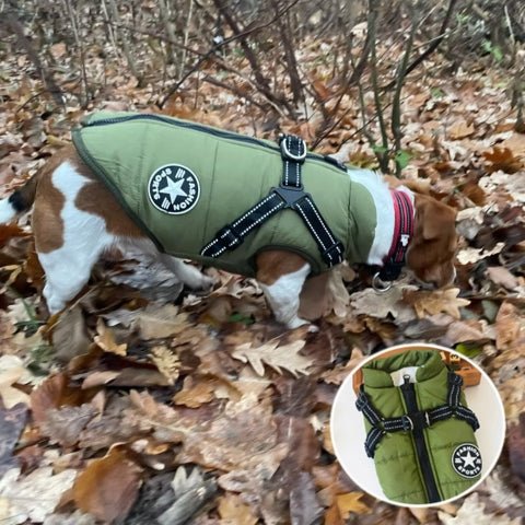 manteau pour chien
