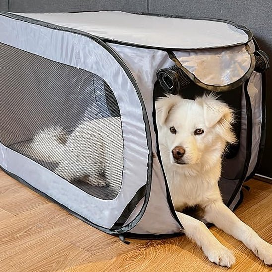 niche chien