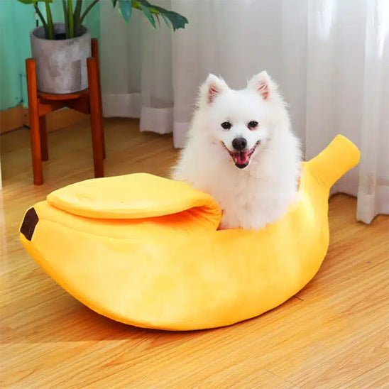 panier pour chien