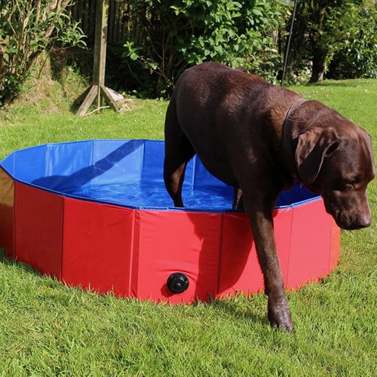piscine pour chien