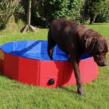 piscine pour chien