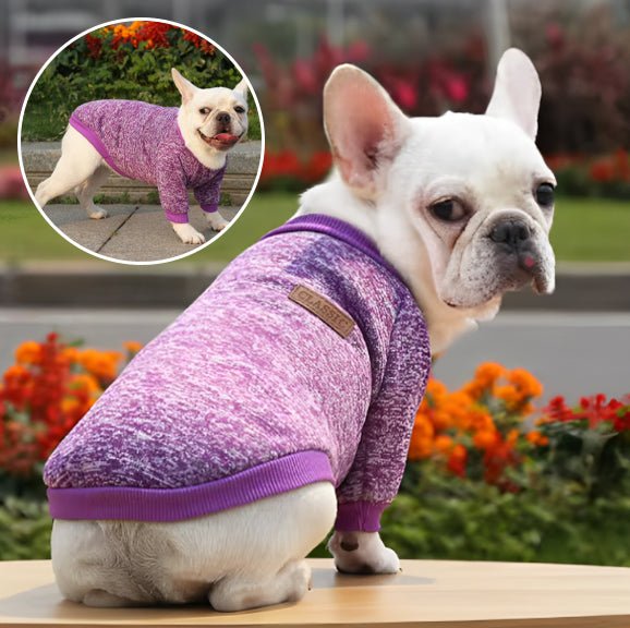pull-pour-chien