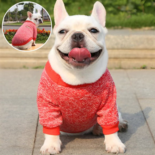 pull-pour-chien