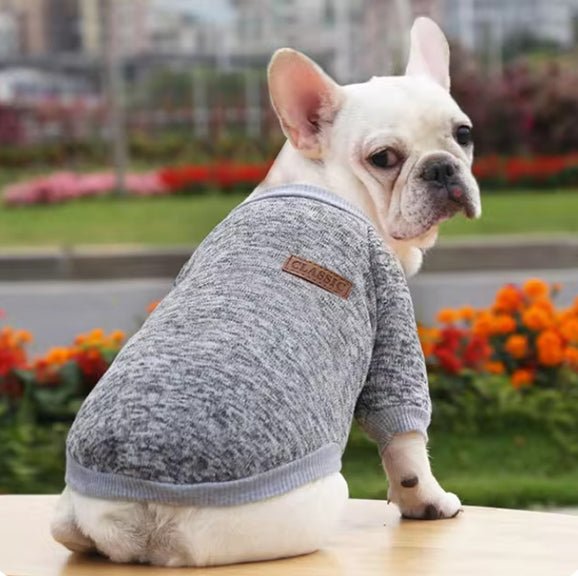 pull-pour-chien