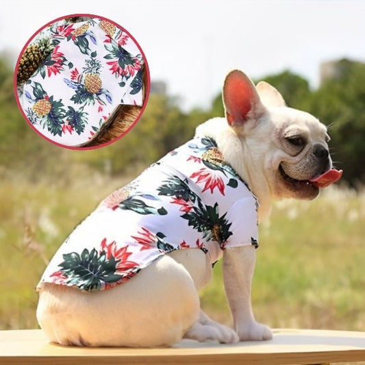 vetement chien
